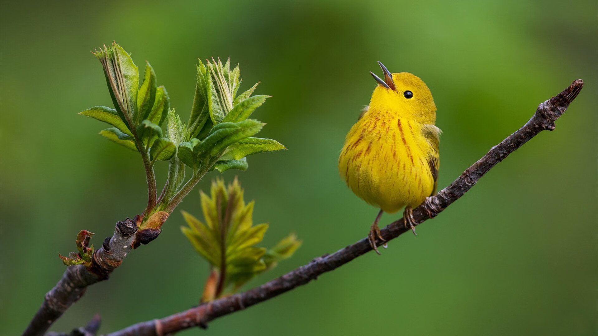 【运动员故事】马克·塞尔比：用坚韧铺就冠军道路，马克塞尔比训练