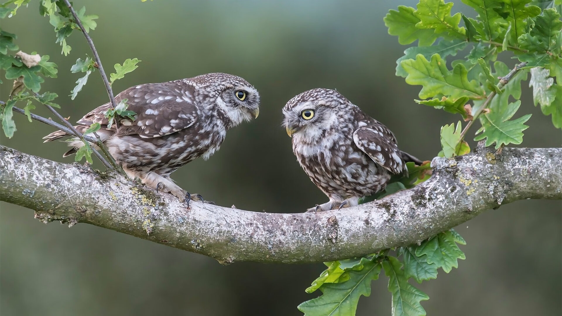 交易市场热度升温，球队争夺补强阵容，球赛阵容