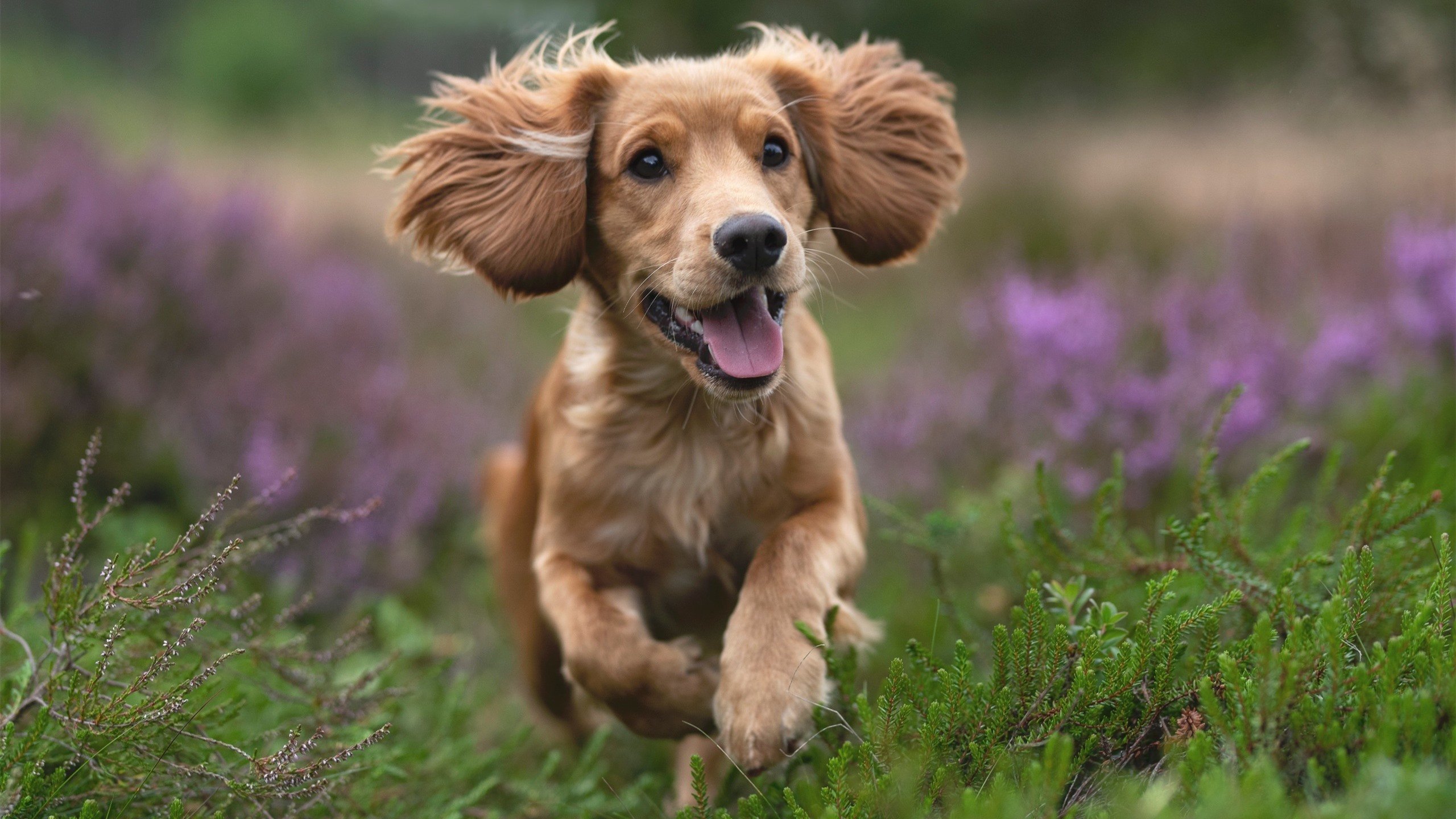 开云·Kaiyun网页版-库兹马诺维奇在巴黎奥运会手球比赛中多次扑救点球，库兹马持球